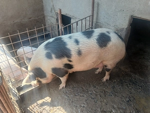 Porc 300 kg.....