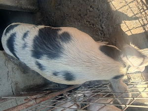 Porc 300 kg..... - imagine 2
