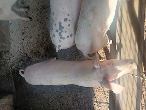 Grasuni landrace 50-70 kg - imagine 2