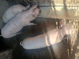 Grasuni landrace 50-70 kg - imagine 3