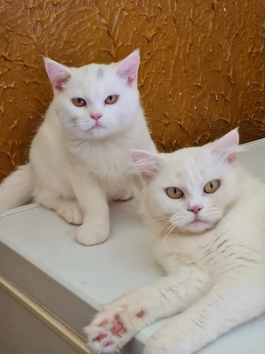 British Shorthair White si Silver- Tabby,femele și masculi  disponibili imediat  - imagine 4
