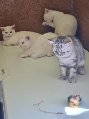 British Shorthair White si Silver- Tabby,femele și masculi  disponibili imediat  - imagine 3