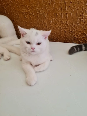 British Shorthair White si Silver- Tabby,femele și masculi  disponibili imediat  - imagine 5
