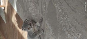 Pui pisicuță british shorthair scottish - imagine 2