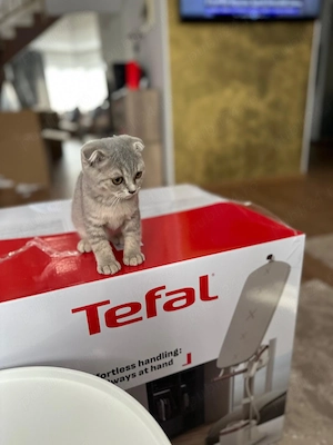Pui pisicuță british shorthair scottish - imagine 5