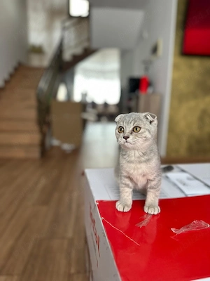 Pui pisicuță british shorthair scottish - imagine 3