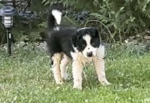 Border Collie 2 luni vaccinat și deparazitat  - imagine 4