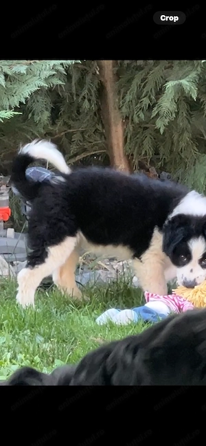 Border Collie 2 luni vaccinat și deparazitat  - imagine 3