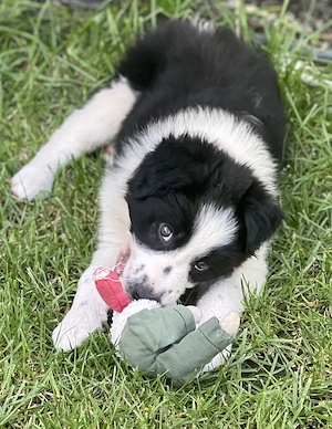 Border Collie 2 luni vaccinat și deparazitat 
