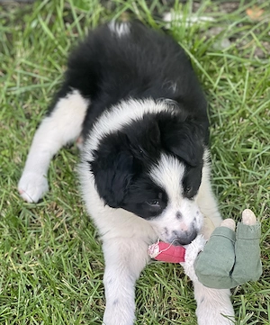 Border Collie 2 luni vaccinat și deparazitat  - imagine 2