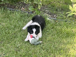 Border Collie 2 luni vaccinat și deparazitat  - imagine 5