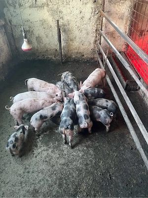 de vinzare purcei intarcati 6 saptamini 