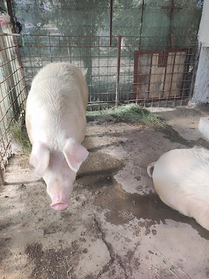 De vânzare porc categorie mare