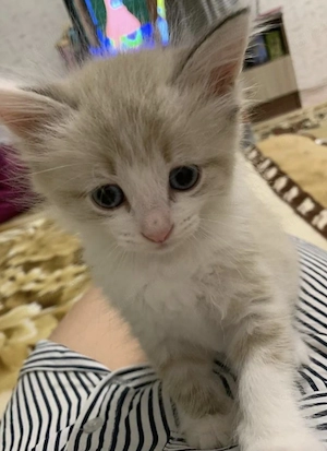 ragdoll puiuți  - imagine 3