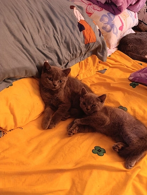 British shorthair 