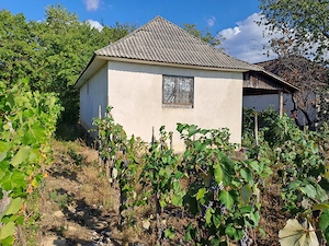 Vând casa cu vie în orașul nou,  jud Satu Mare 