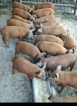 vand porci 