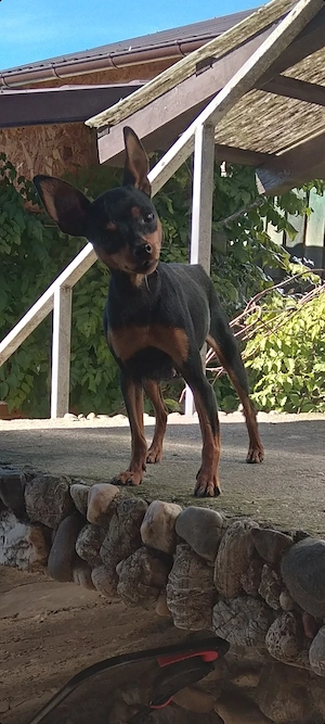 Pinscher pitic minitoi  - imagine 5