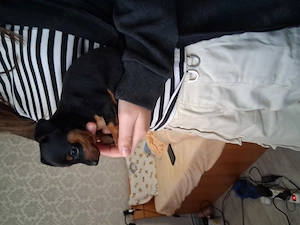 Pinscher pitic minitoi 