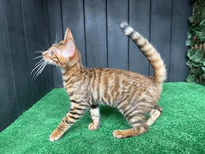 Pisicuță Toyger, 4 luni