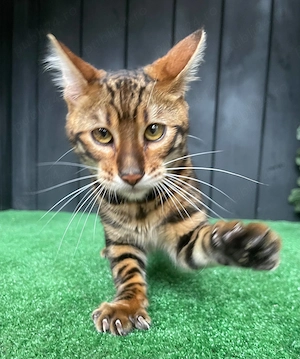 Toyger, 8 luni - imagine 2