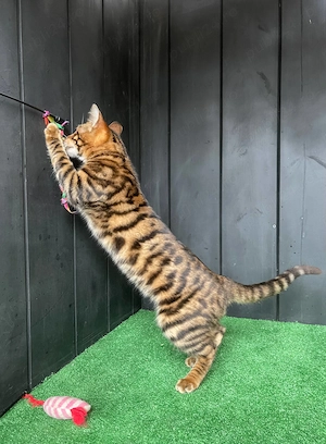 Toyger, 8 luni - imagine 5
