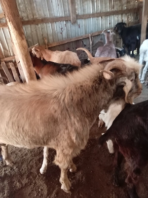 Vând porci rasa pietrain,și un țap  - imagine 3