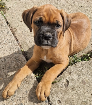 Pui Boxer cauta casa - imagine 3