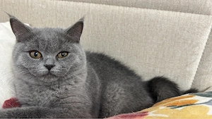 Vand pui British Shorthair rasa pura - imagine 2