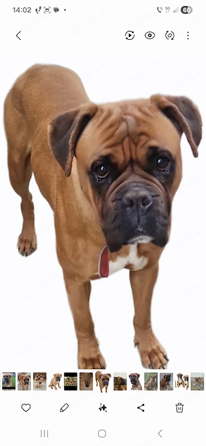 Pui Boxer cauta casa - imagine 5