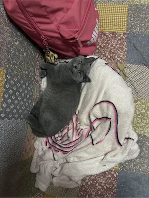 Vand pui British Shorthair rasa pura - imagine 5