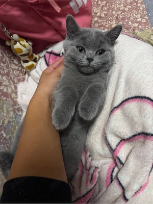 Vand pui British Shorthair rasa pura - imagine 3