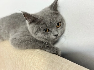 Vand pui British Shorthair rasa pura - imagine 4