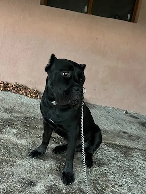 cane corso 