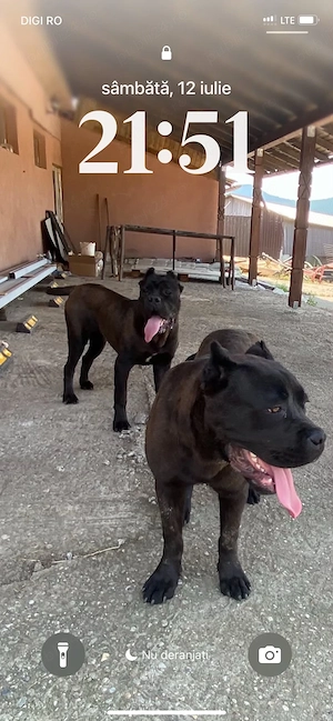 mascul  cane corso  - imagine 4