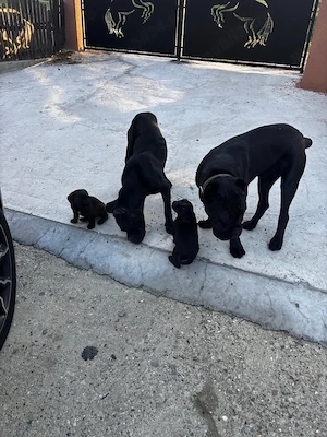 mascul  cane corso  - imagine 3