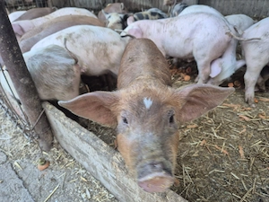 Purcei de vânzare  - imagine 4
