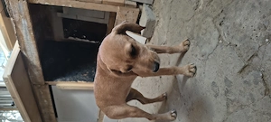 Dau spre adopție: O Cățelușă energică și iubitoare - imagine 3