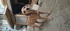 Dau spre adopție: O Cățelușă energică și iubitoare - imagine 4