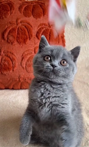 British Shorthair Blue - imagine 2