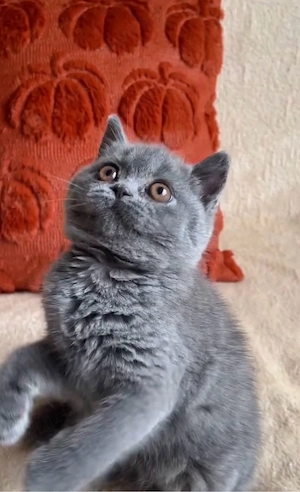 British Shorthair Blue - imagine 4