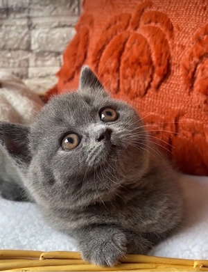 British Shorthair Blue - imagine 4