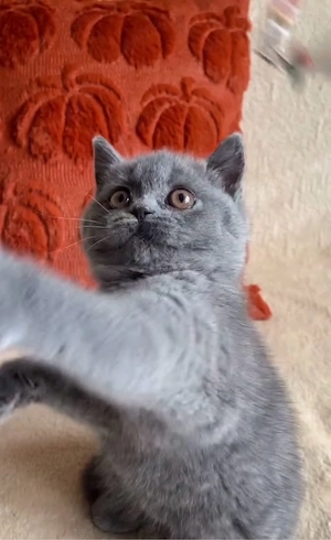 British Shorthair Blue
