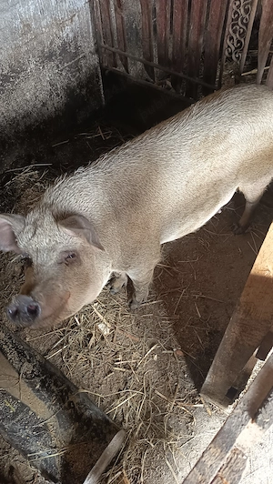 Porci mari și Mangalița  - imagine 2