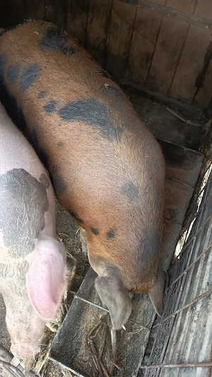 Porci mari și Mangalița 