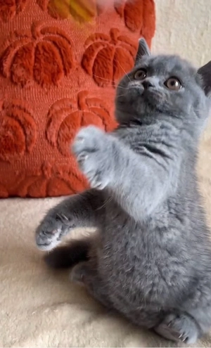 British Shorthair Blue - imagine 1