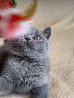 British Shorthair Blue - imagine 5