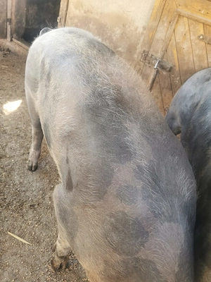 Porc pentru Craciun