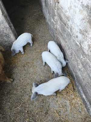Vând Purcei Mangalița 