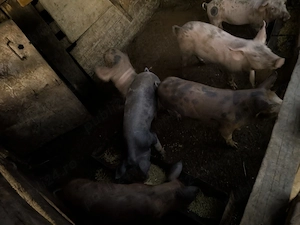 Porci suldei vaccinați și castrați  - imagine 3